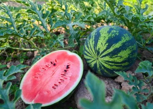 南坊吃瓜,揭秘当地美食背后的故事与风情