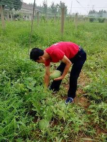 菁箐吃瓜,揭秘娱乐圈那些不为人知的幕后故事