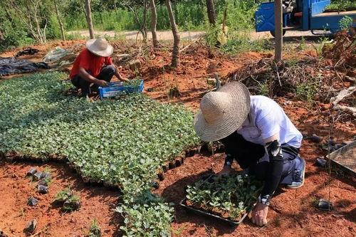 菁箐吃瓜,揭秘娱乐圈那些不为人知的幕后故事