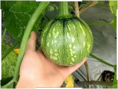 天沐吃瓜,揭秘娱乐圈幕后真相